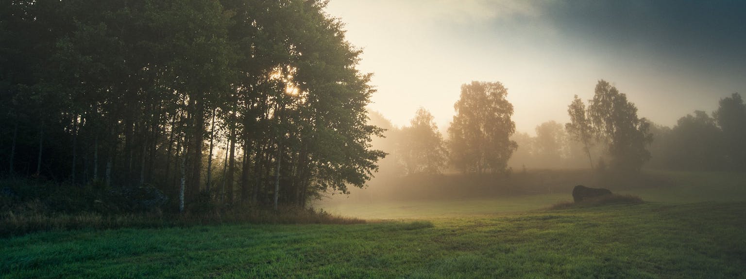 Svensk landskab med eng og skov tidligt om morgenen sidst på sommeren