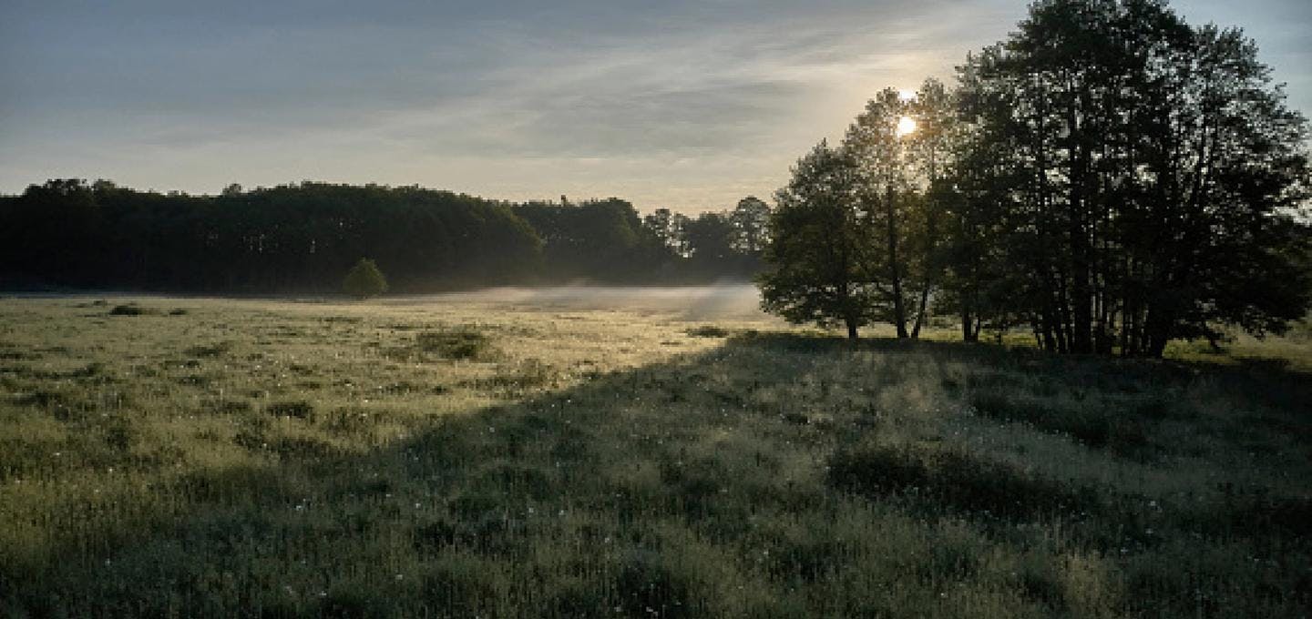 Meadow with morning sun and trees in the horizon